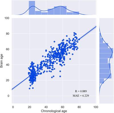 The Vital Role of Central Executive Network in Brain Age: Evidence From Machine Learning and Transcriptional Signatures